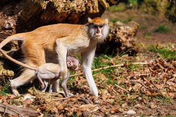 a portrait of a hussar monkey in a zoo