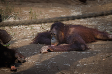 a young orang utan lies bored on the ground
