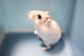 横向きで何かを見つめている可愛いジャンガリアンハムスターの写真