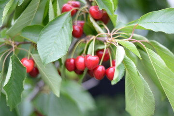 A harvest season of fruits
