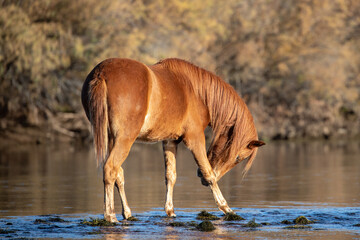 Red bay stallion wild horse scratching an itch during morning golden hour at the Salt River near...