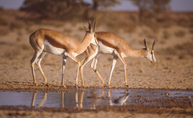 Springbok Ewes in the Kalahari