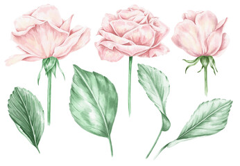 Rose flowers and leaves, soft pastel colours illustration.