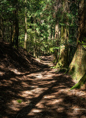 Kumano Kodo filled with sunlight filtering through the trees