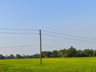 Paddy fileds in kerala