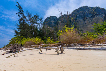 Fallen trees on the Poda island in Thailand