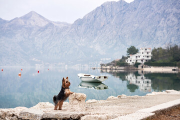 A small dog on the embankment, on the bay, among the mountains. Handsome yorkshire terrier in the city