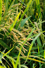 close up of rice paddy 