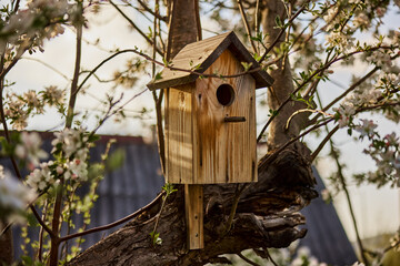 birdhouse hanging on a flowering apple tree