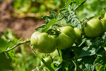 green tomatoes hanging on a branch
