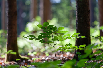 A young beech tree in a sunny forest.