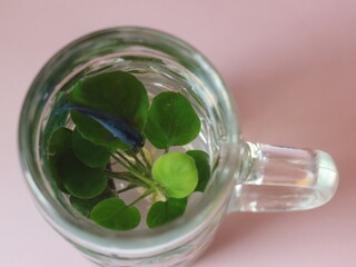 Beer mug with fish and a plant inside