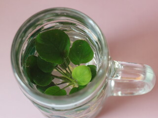 Beer mug with fish and a plant inside