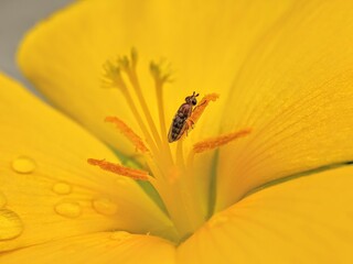 bee on flower