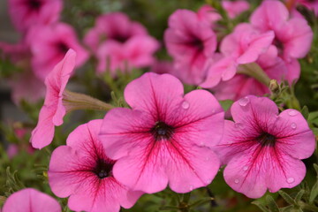 Fototapeta premium COLOR ROSA