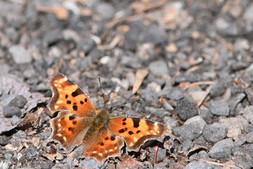 Green Comma (Polygonia faunus) butterfly on the ground.