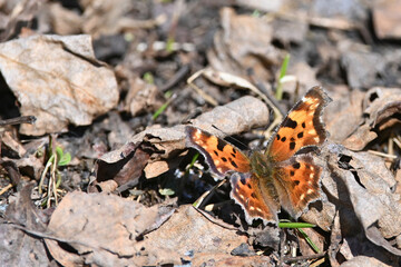 Green Comma (Polygonia faunus) butterfly on the ground.