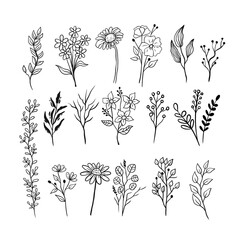 a set of  hand-drawn floral drawing