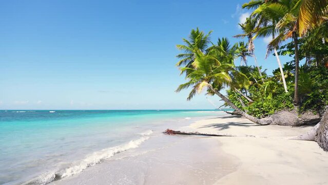 Overhanging palm trees on the white sands of Andilana beach. Paradise island Nosy-be with lush vegetation. Blue sky over turquoise ocean. Natural landscape of tropical morning. Cruise.