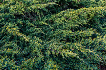 Juniperus horizontalis. Shrubs of creeping juniper or horizontal Juniper.
