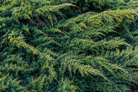 Juniperus horizontalis. Shrubs of creeping juniper or horizontal Juniper.