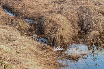 Spring forest stream with melt water among a clearing with dried last year's grass.