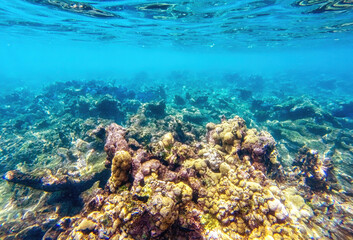 Fototapeta na wymiar Caribbean seabed with colorful underwater life