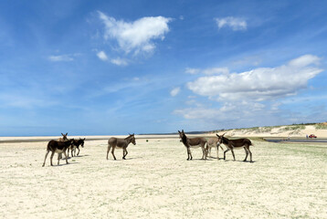 Fototapeta na wymiar Group of donkeys in the desertic area of Lagoinha in the Northeast of Brazil