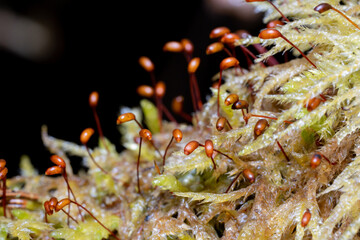 moss green forest wet spring fresh nature macro closeup
