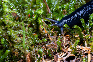 snail slug forest moss green rain spring nature macro