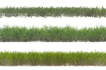 Grass set png alpha channel front view without background and environment