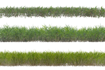 Grass set png alpha channel front view without background and environment