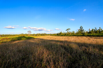 Fototapeta premium Meadows on Phu Kradueng Mountain