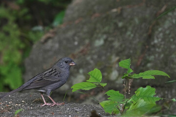 grey bunting on a rock