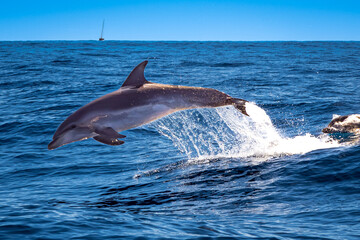 Bottlenose dolphins put on a lively show, leaping and playing in the wake of a boat as they surf the ocean waves, creating a memorable wildlife experience for those lucky enough to observe them.
