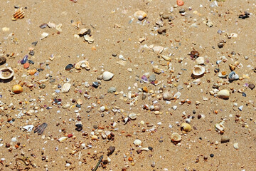 Seashells on the shore of a beach. Selective focus.