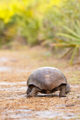 A gopher tortoise (Gopherus polyphemus) butt, visible as the turtle walks away from the camera in a Florida woodland