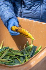 Arm and hand with blue glove holding a collected banana inside a garbage bin with vegetables to recycle and feed their chickens helping sustainable, circular and local ecology in a flea market