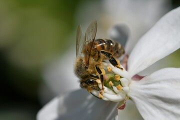 abeille du jardin 27