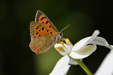 papillon sur Choisya