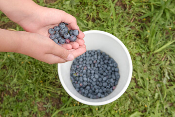 Ripe blueberries close-up in harvest. girl hands throws berries into a white bucket. view from top