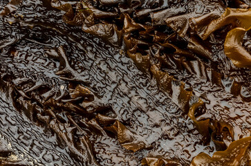 Sugar kelp or Saccharina latissima washed up on the beach at Crawfordsburn County Down Northern Ireland - obrazy, fototapety, plakaty
