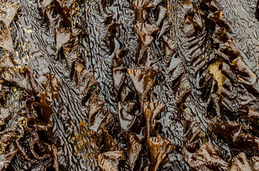 Sugar kelp or Saccharina latissima washed up on the beach at Crawfordsburn County Down Northern Ireland