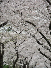 満開の桜のある風景