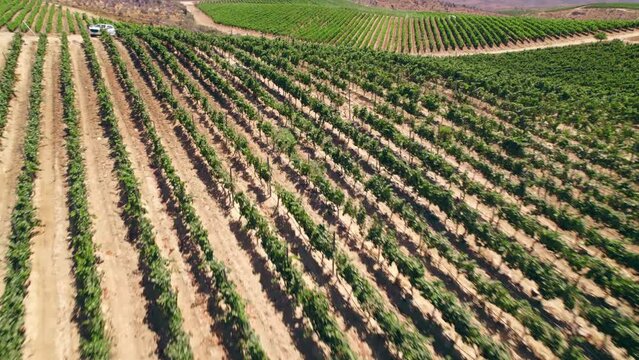 Immersive aerial view with vineyard plantings in trellis formation in the mountains of the Limar&iacute; Valley, northern Chile.