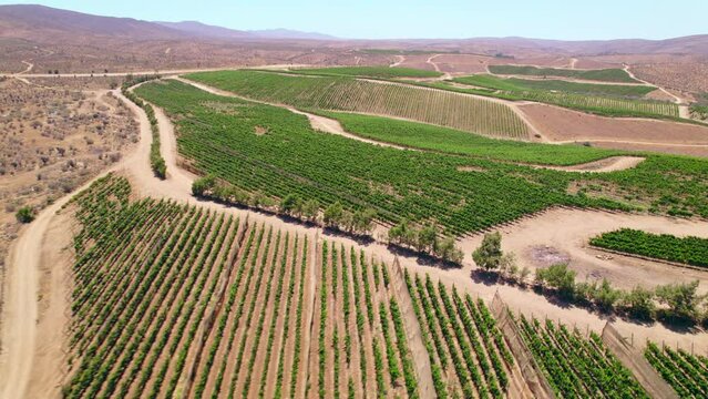 Aerial view establishing descending in an oasis of vineyard plantations in trellis formation in Fray Jorge, Limar&iacute; Valley.