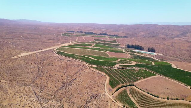 Drone flyover of a vineyard hidden among arid mountains on a sunny, clear day in the Limar&iacute; Valley in Fray Jorge, Chile.