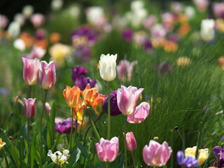 春の庭に咲き誇る色とりどりのチューリップの花々