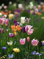 春の庭に咲き誇る色とりどりのチューリップの花々