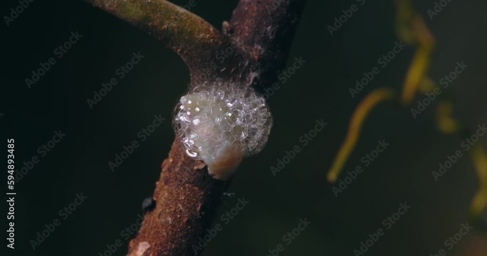 Poster a spittlebug turning and leaving a bubble glob on the stem of a leaf. close-up shot